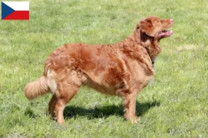 Read more about the article Nova Scotia Duck Tolling Retriever tenyésztők és kölykök Csehországban