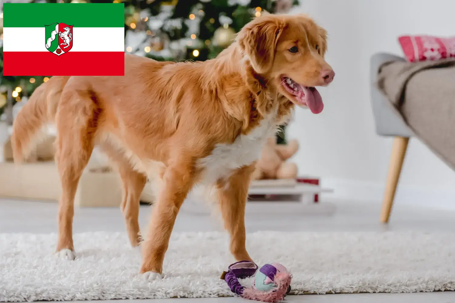 Read more about the article Nova Scotia Duck Tolling Retriever tenyésztők és kiskutyák Észak-Rajna-Vesztfália területén