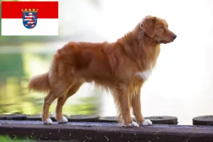 Read more about the article Nova Scotia Duck Tolling Retriever tenyésztők és kölykök Hessenben