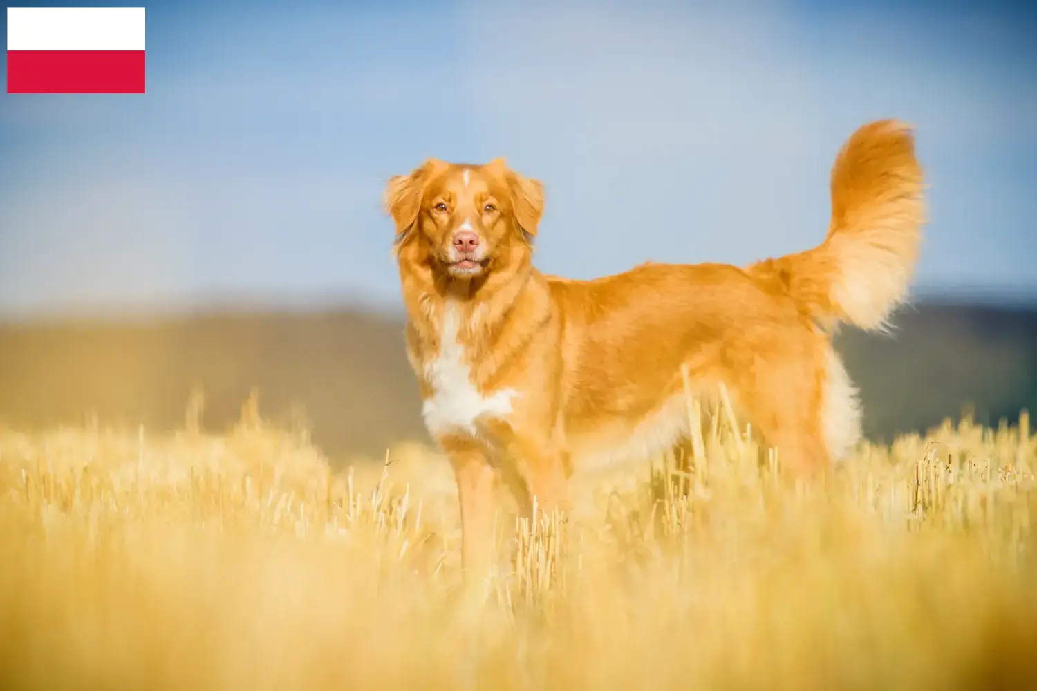 Nova Scotia Duck Tolling Retriever kiskutyák és tenyésztők Lengyelország Keress Nova Scotia Duck Tolling Retriever tenyésztőket Lengyelországban.