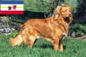 Read more about the article Nova Scotia Duck Tolling Retriever tenyésztők és kölykök Mecklenburg-Elő-Pomeránia tartományban