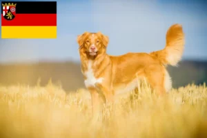 Read more about the article Nova Scotia Duck Tolling Retriever tenyésztők és kiskutyák Rajna-vidék-Pfalzban