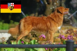 Read more about the article Nova Scotia Duck Tolling Retriever tenyésztők és kiskutyák Saarlandban