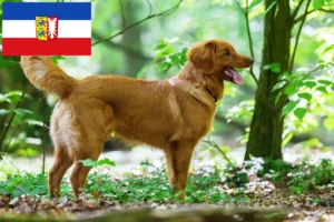 Read more about the article Nova Scotia Duck Tolling Retriever tenyésztők és kölykök Schleswig-Holsteinban