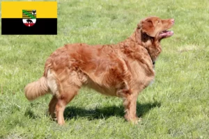 Read more about the article Nova Scotia Duck Tolling Retriever tenyésztők és kiskutyák Szász-Anhaltban