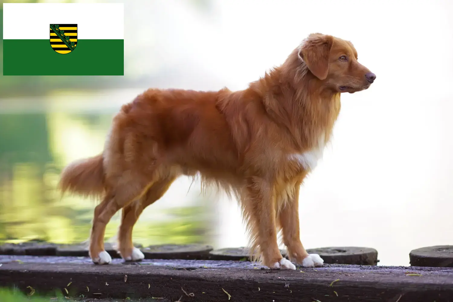 Nova Scotia Duck Tolling Retriever kölykök és tenyésztő Saxony Itt találsz Nova Scotia Duck Tolling Retriever tenyésztőket Szászországban.
