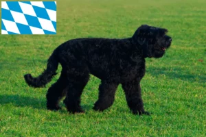 Read more about the article Orosz fekete terrier tenyésztők és kiskutyák Bajorországban
