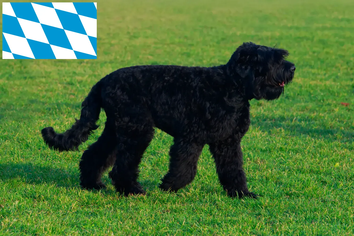 Read more about the article Orosz fekete terrier tenyésztők és kiskutyák Bajorországban