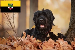Read more about the article Orosz fekete terrier tenyésztő és kölykök Szász-Anhaltban