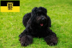 Read more about the article Orosz fekete terrier tenyésztők és kölykök Baden-Württembergben