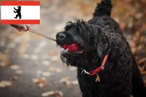 Read more about the article Orosz fekete terrier tenyésztő és kiskutyák Berlinben