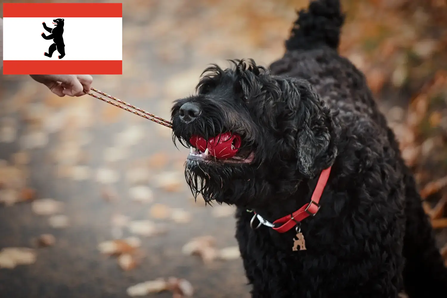 Read more about the article Orosz fekete terrier tenyésztő és kiskutyák Berlinben