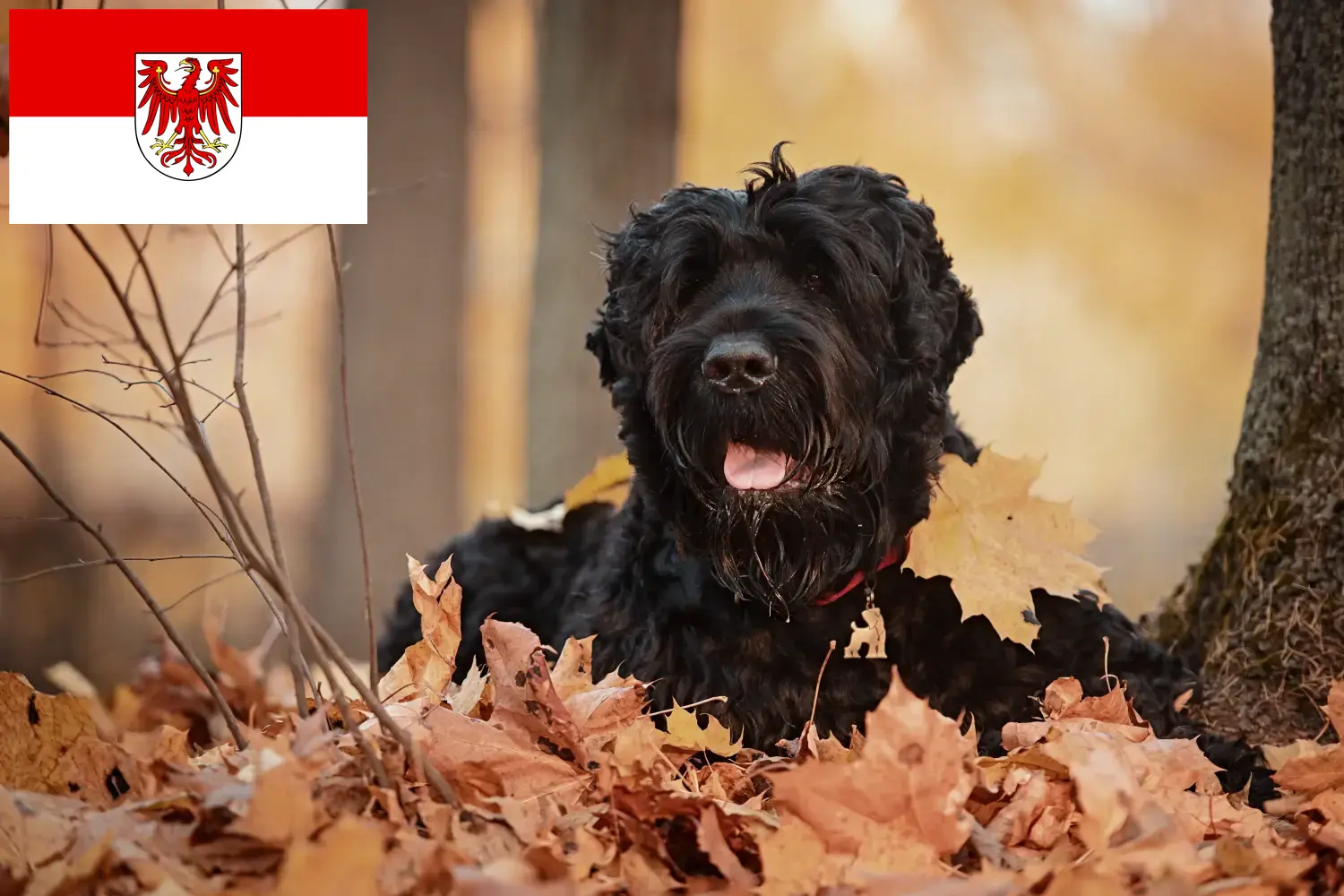 Read more about the article Orosz fekete terrier tenyésztő és kölykök Brandenburgban