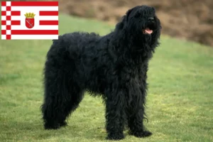 Read more about the article Orosz fekete terrier tenyésztő és kiskutyák Brémában