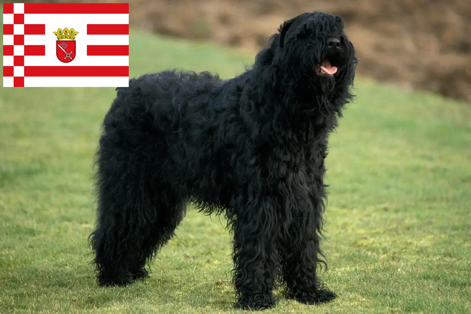 Read more about the article Orosz fekete terrier tenyésztő és kiskutyák Brémában