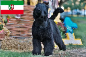 Read more about the article Orosz fekete terrier tenyésztők és kiskutyák Észak-Rajna-Vesztfália területén