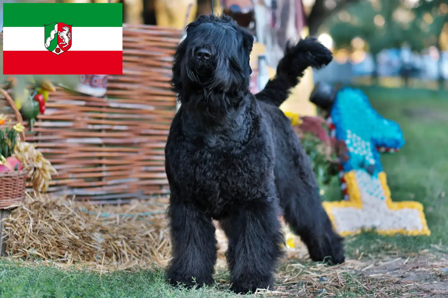 Read more about the article Orosz fekete terrier tenyésztők és kiskutyák Észak-Rajna-Vesztfália területén