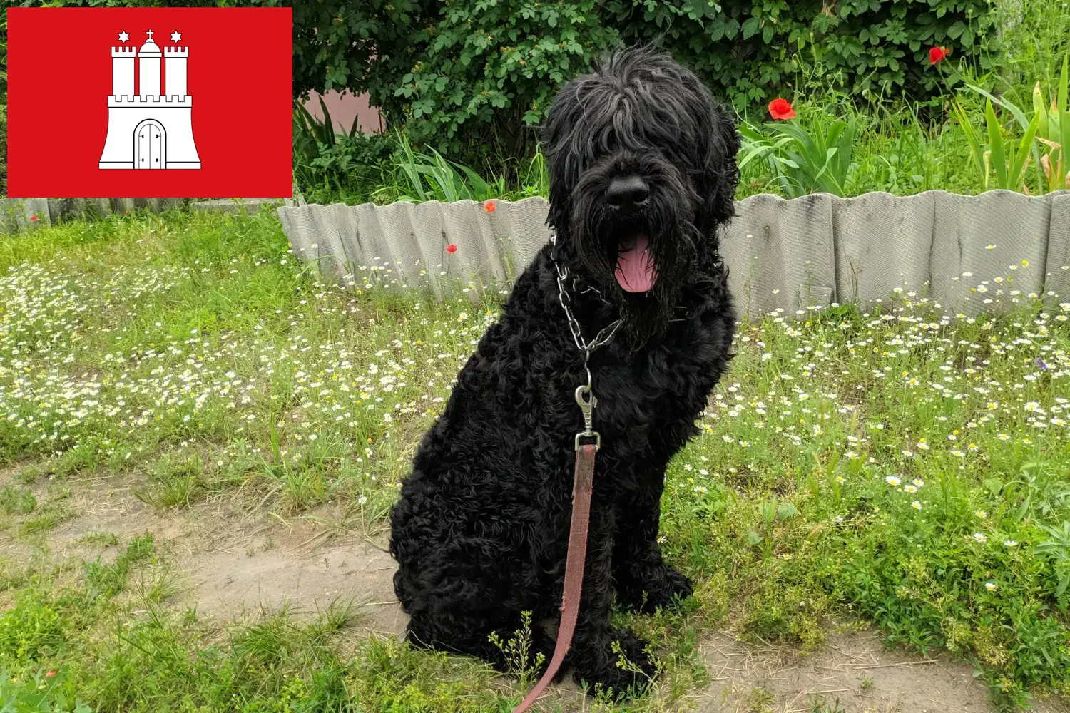 Orosz Fekete Terrier kölykök és tenyésztő Hamburg Hamburgi orosz fekete terrier tenyésztőket itt találsz.