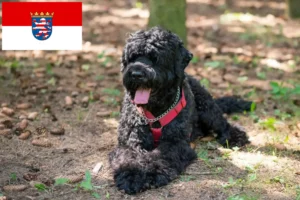 Read more about the article Orosz fekete terrier tenyésztő és kiskutyák Hessenben