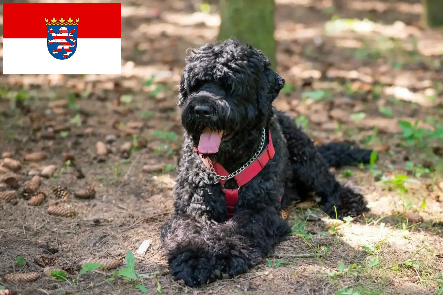 Read more about the article Orosz fekete terrier tenyésztő és kiskutyák Hessenben