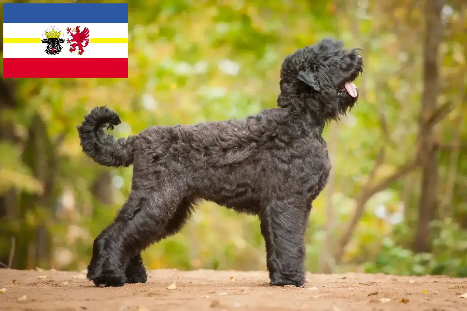 Read more about the article Orosz fekete terrier tenyésztő és kiskutyák Mecklenburg-Vorpommernben