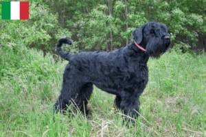 Read more about the article Orosz fekete terrier tenyésztő és kölykök Olaszországban