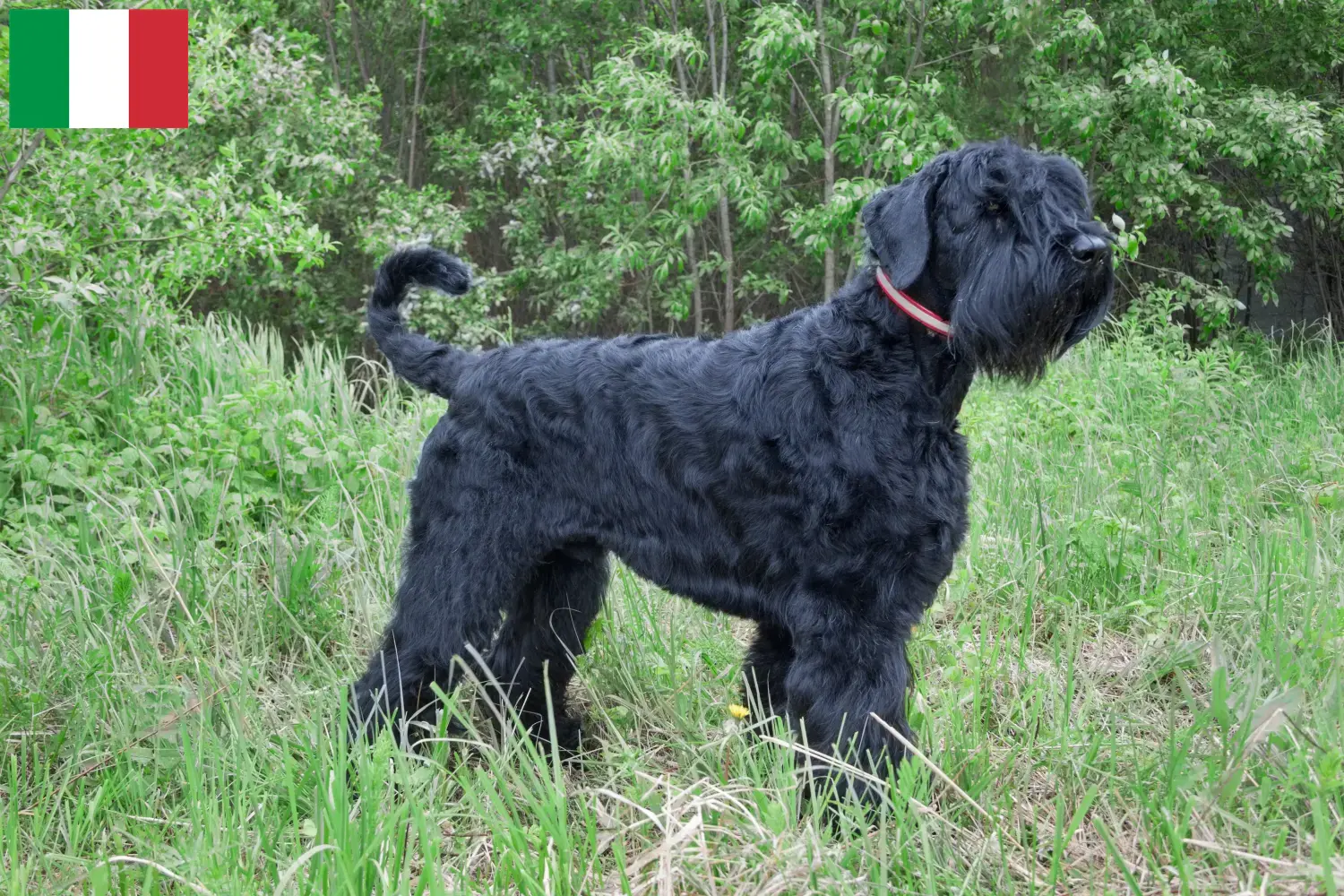 Orosz Fekete Terrier kölykök és tenyésztők Olaszország Olaszországi orosz fekete terrier tenyésztőket itt találsz.
