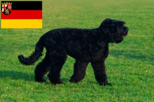 Read more about the article Orosz fekete terrier tenyésztők és kiskutyák Rajna-vidék-Pfalzban