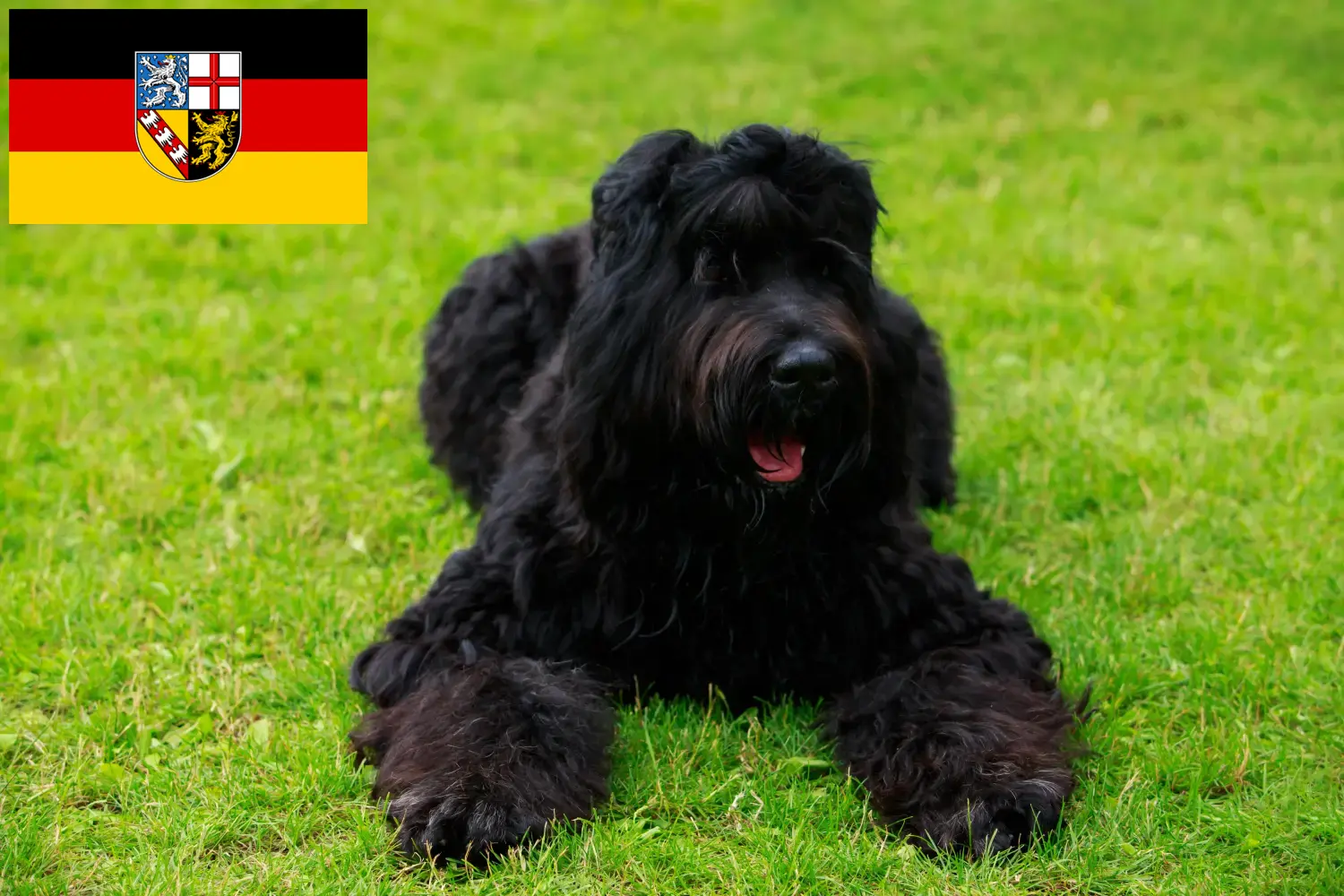 Read more about the article Orosz fekete terrier tenyésztő és kiskutyák Saar-vidéken