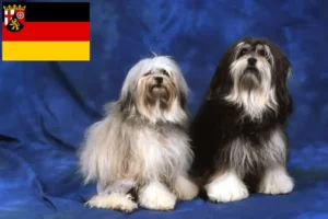 Read more about the article Löwchen tenyésztők és kiskutyák Rajna-vidék-Pfalzban