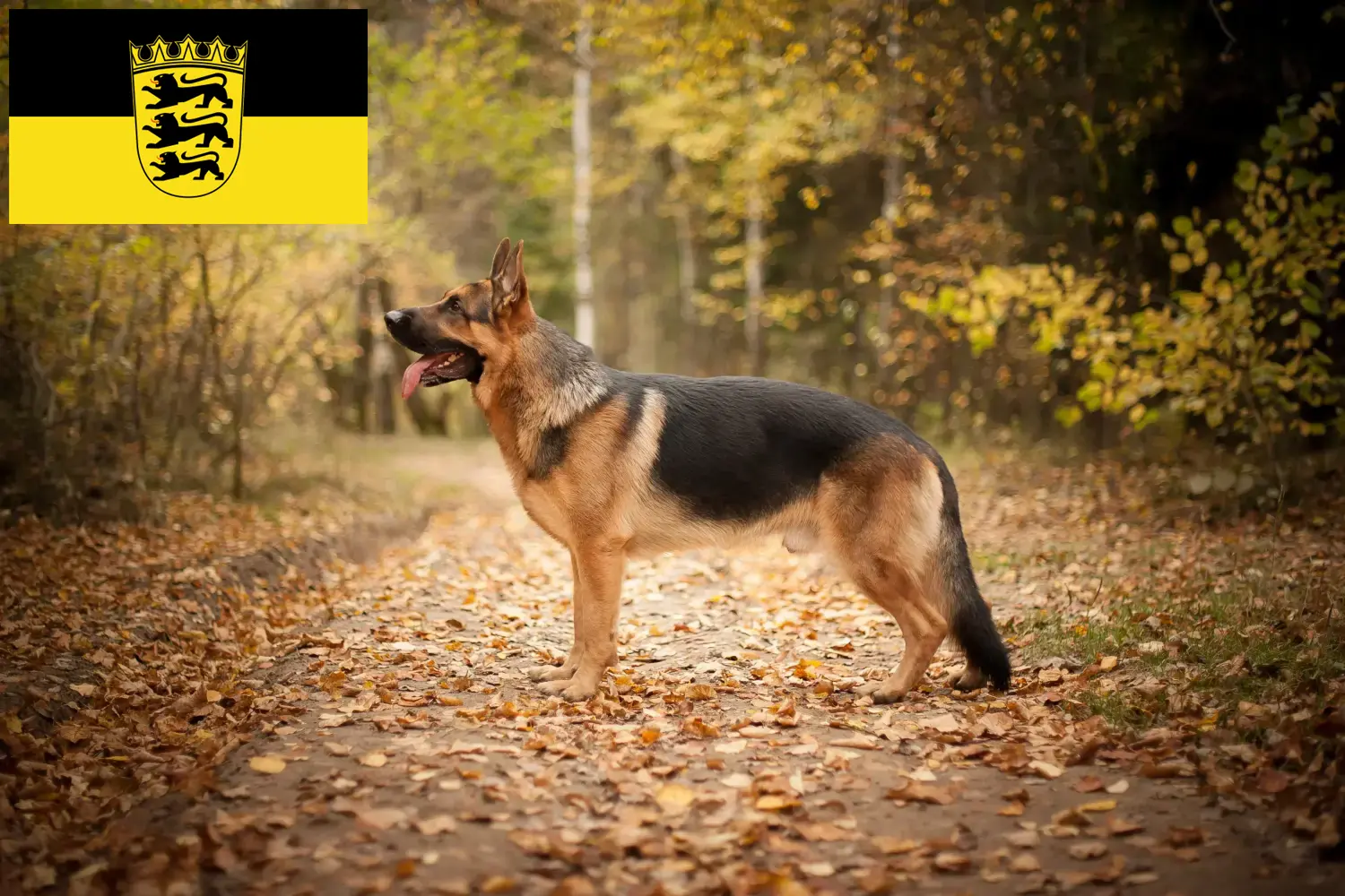 Read more about the article Pásztorkutyatenyésztők és kölykök Baden-Württembergben