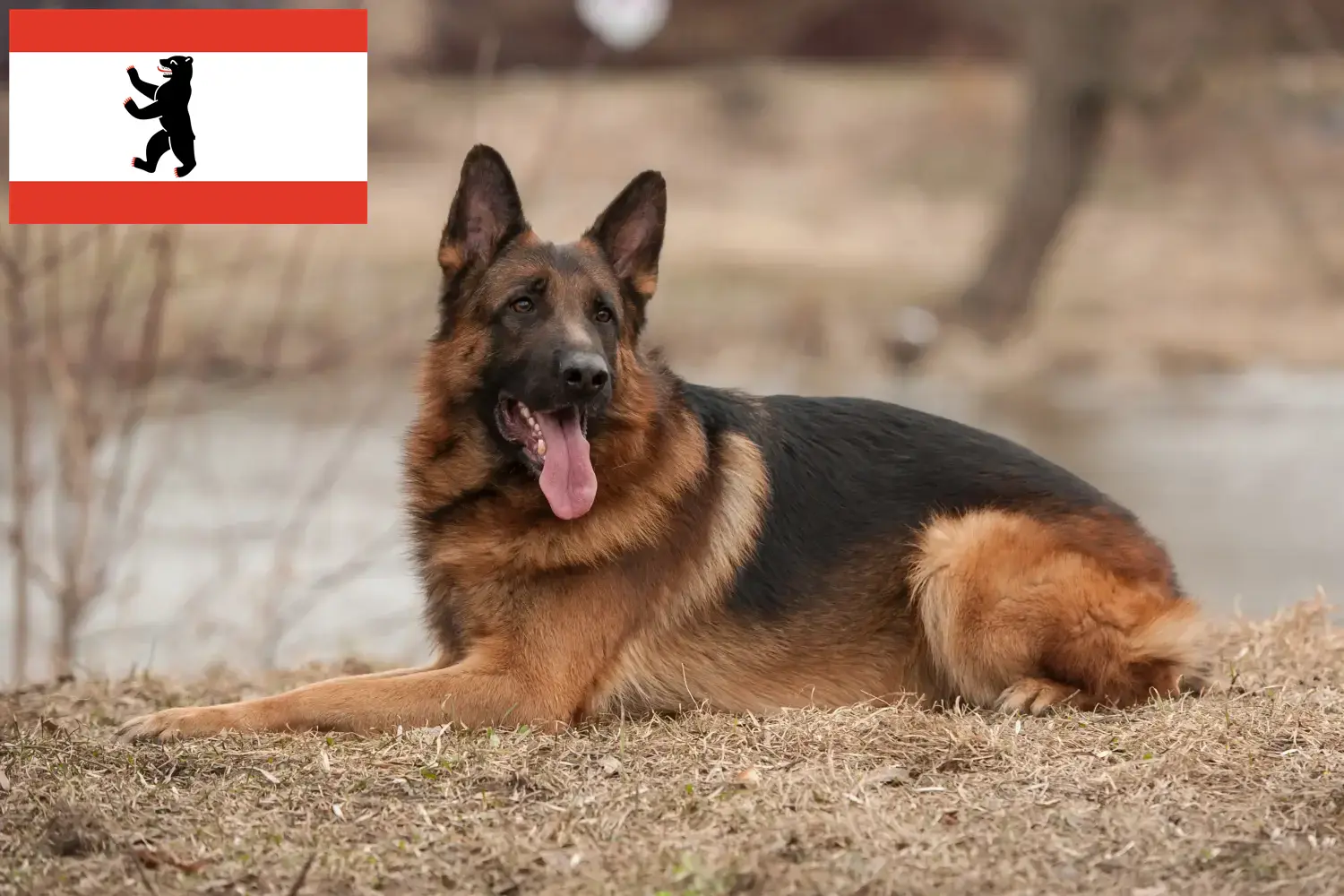 Read more about the article Pásztorkutya tenyésztők és kölykök Berlinben