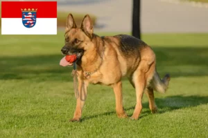 Read more about the article Pásztorkutya tenyésztők és kölykök Hessenben