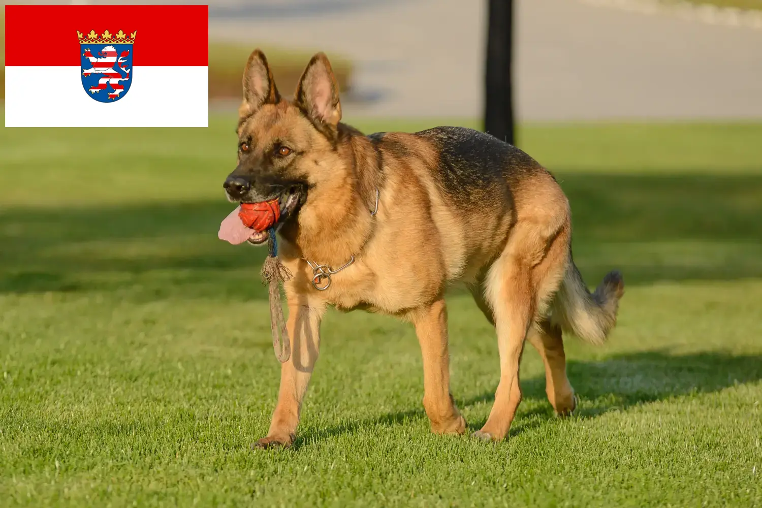 Read more about the article Pásztorkutya tenyésztők és kölykök Hessenben