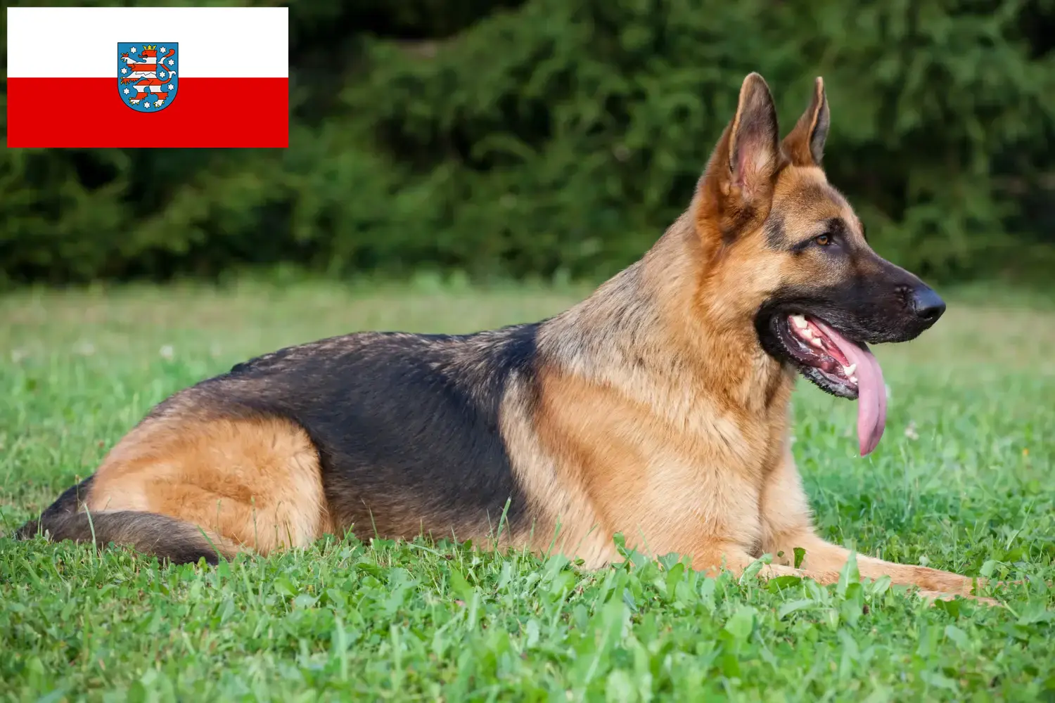 Read more about the article Pásztorkutya tenyésztők és kölykök Türingiában