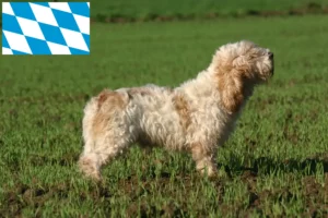 Read more about the article Petit Basset Griffon Vendéen tenyésztők és kölykök Bajorországban