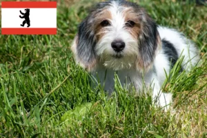 Read more about the article Petit Basset Griffon Vendéen tenyésztők és kiskutyák Berlinben