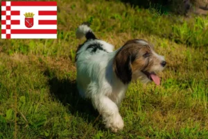 Read more about the article Petit Basset Griffon Vendéen tenyésztők és kölykök Brémában