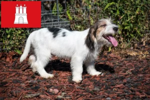 Read more about the article Petit Basset Griffon Vendéen tenyésztők és kiskutyák Hamburgban