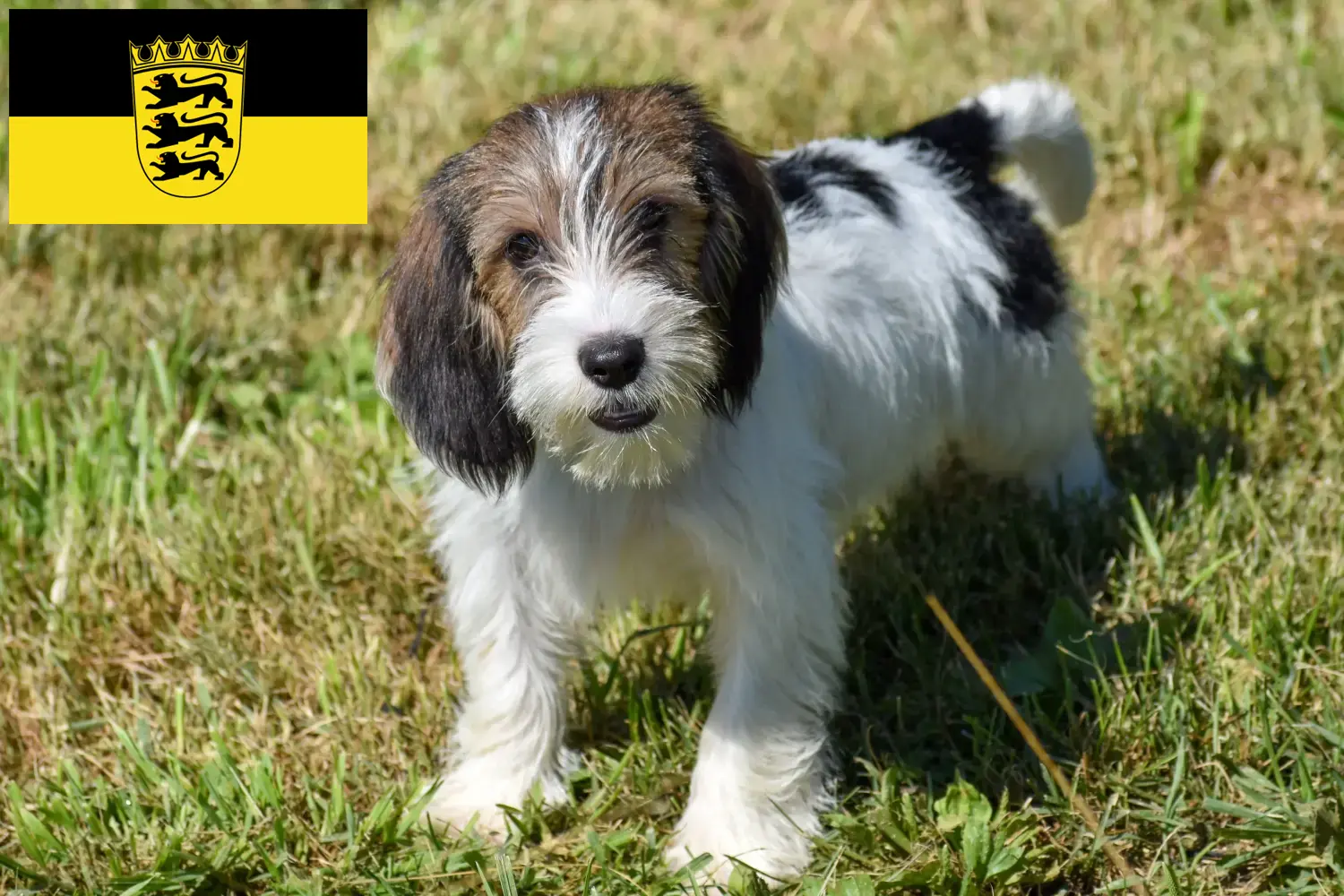 Petit Basset Griffon Vendéen kölyökkutyák és tenyésztők Baden-Württembergben Keresse meg a Petit Basset Griffon Vendéens tenyésztőket Baden-Württemberg területén.