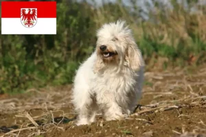Read more about the article Petit Basset Griffon Vendéen tenyésztők és kölykök Brandenburgban