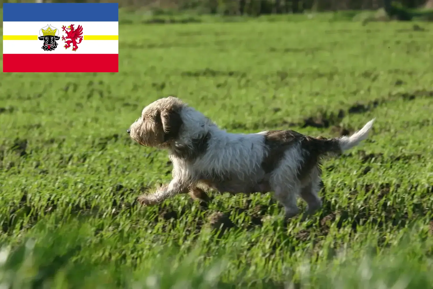 Petit Basset Griffon Vendéen kiskutyák és tenyésztők Mecklenburg-Vorpommern tartományban Keresse meg a Petit Basset Griffon Vendéens tenyésztőket Mecklenburg-Vorpommern területén.