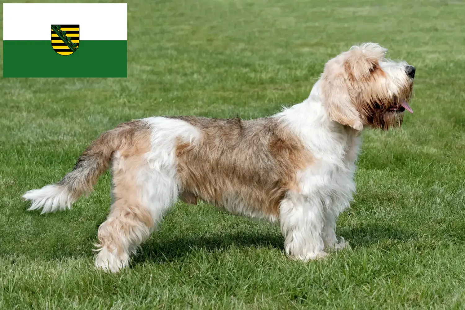 Petit Basset Griffon Vendéen kiskutyák és tenyésztő Szászország Keresse meg a Petit Basset Griffon Vendéens tenyésztőket Szászországban.
