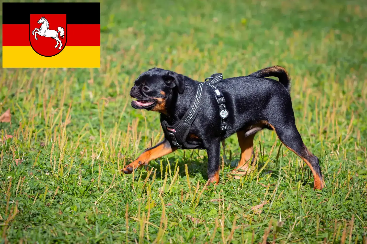 Read more about the article Petit Brabançon tenyésztők és kiskutyák Alsó-Szászországban