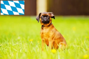 Read more about the article Petit Brabançon tenyésztők és kiskutyák Bajorországban
