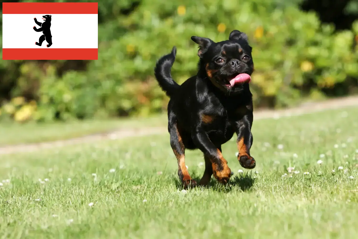 Petit Brabançon kiskutyák és tenyésztők Berlin Itt talál Petit Brabançons tenyésztőket Berlinben.