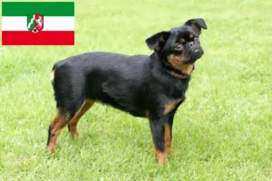 Read more about the article Petit Brabançon tenyésztők és kiskutyák Észak-Rajna-Vesztfália területén
