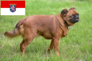 Read more about the article Petit Brabançon tenyésztők és kiskutyák Hessenben