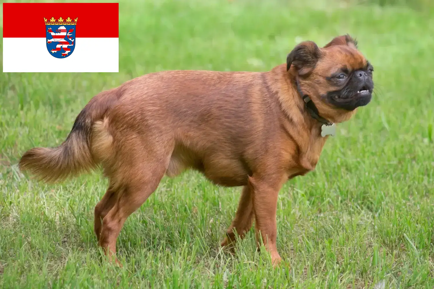 Read more about the article Petit Brabançon tenyésztők és kiskutyák Hessenben