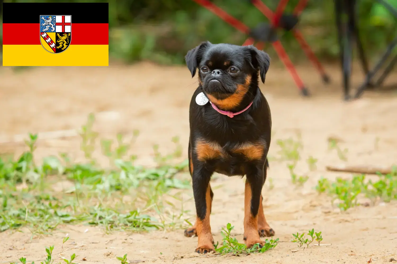 Read more about the article Petit Brabançon tenyésztők és kiskutyák Saarlandban